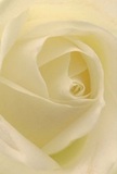 A close-up view of a single cream-white rose fills the frame, its petals spiralling inward in a flawless, hypnotic core that seems to glow from within. The colour palette is soft and restrained: ivory, warm cream, and the faintest hint of pale lemon at the very centre, all bathed in gentle, diffused light that creates velvety shadows between each curl. The petals are matte yet silky, with edges that appear almost translucent, as though they've been brushed by early morning light drifting over the quiet streets of Friern Barnet. You can almost feel the cool, smooth texture beneath your fingertips, like folded silk or satin, each layer resting with patient grace. The composition is intimate and uncluttered, focused solely on the rose's heart, celebrating the natural geometry and quiet dignity of the bloom. As a local florist, this is the kind of rose I turn to when a family near Friary Park wants to express sympathy or remembrance, or when someone along Woodhouse Road needs a gentle, heartfelt gesture without grand embellishment. The mood is peaceful and contemplative, suggesting a soft-spoken message of admiration, apology, or enduring love. Though you cannot see it, the suggestion of a light, clean fragrance lingers in the mind, adding to the sense of calm. Every curve and shadow speaks of careful cultivation and expert handling, reflecting the kind of thoughtful floral artistry that brings comfort and beauty to intimate moments across Friern Barnet.